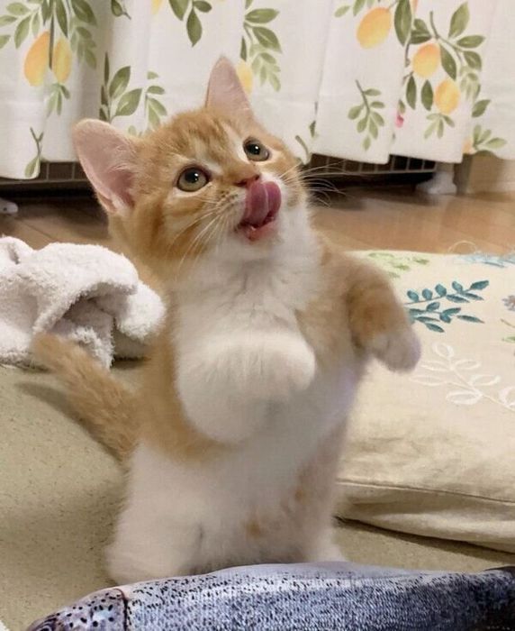 ペロッとするウニちゃん