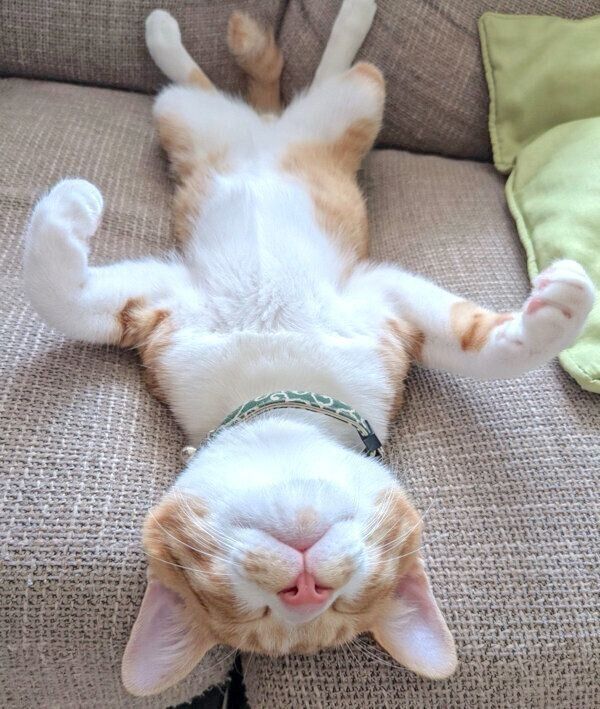 ヘソ天する大豆くん