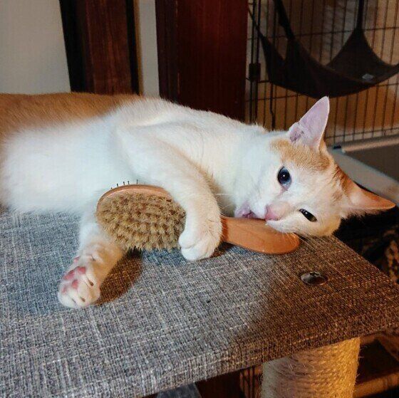 ブラシを抱える猫