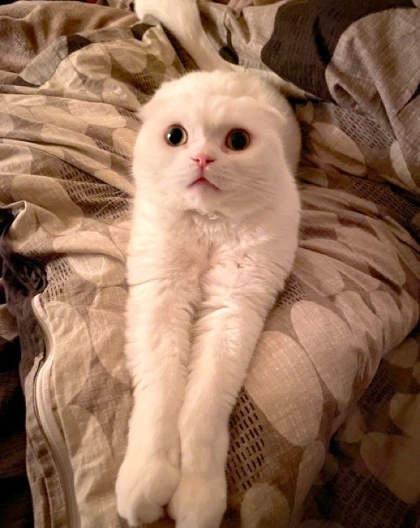 前足をそろえるむくちゃん