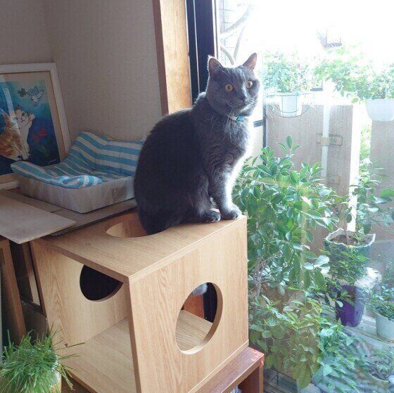 窓辺がお気に入りのレイくん