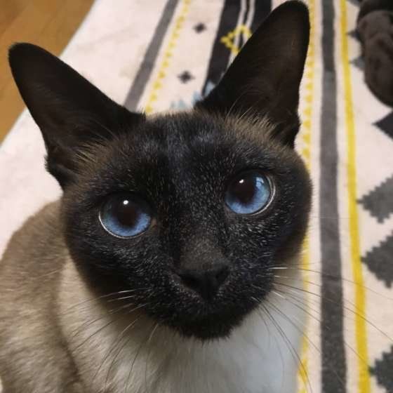 青い瞳の猫