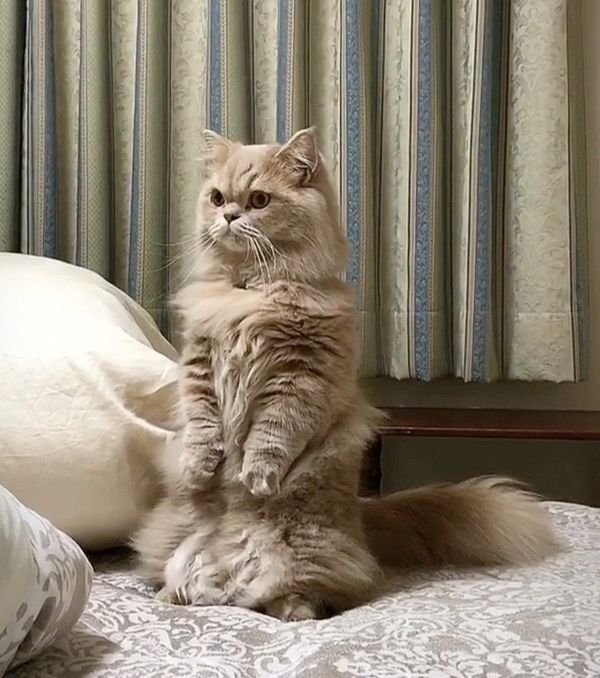何かが見えている猫