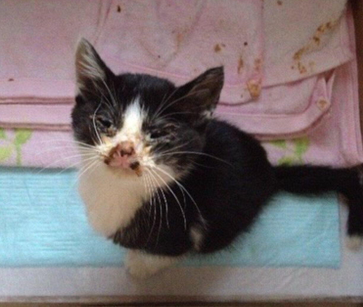 保護当時の虎徹くん