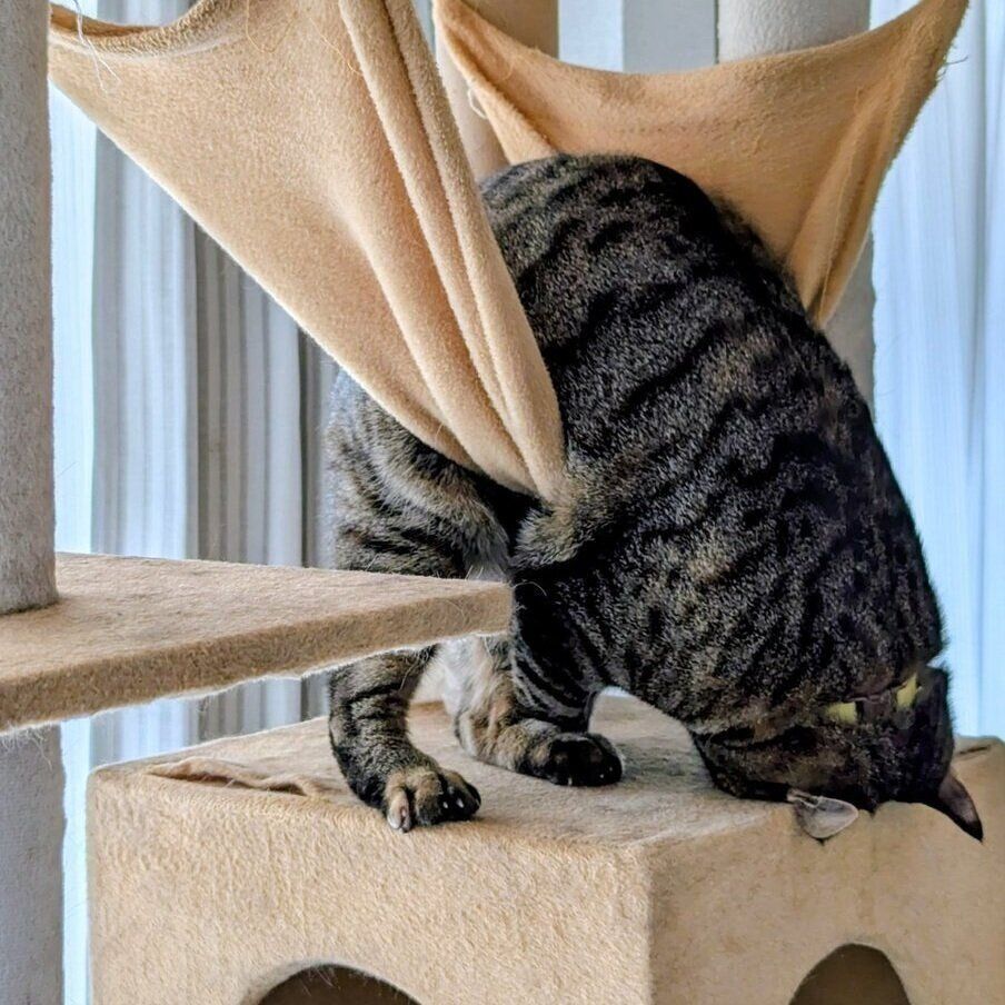 ハンモックに乗るたまちゃん