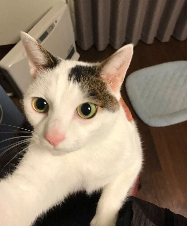 「おかえり」をするちー様