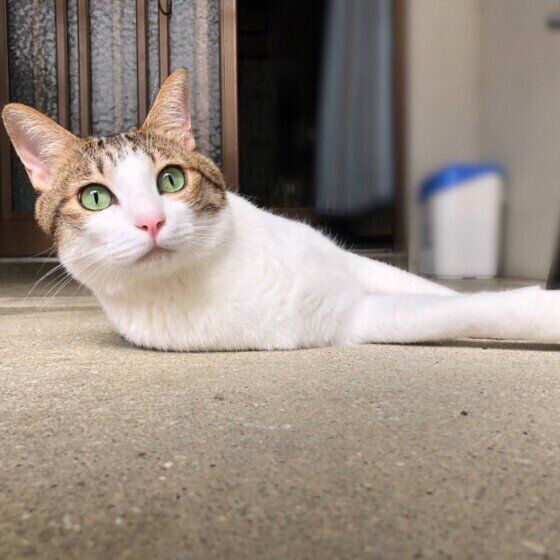 玄関先でゴロゴロするももちゃん