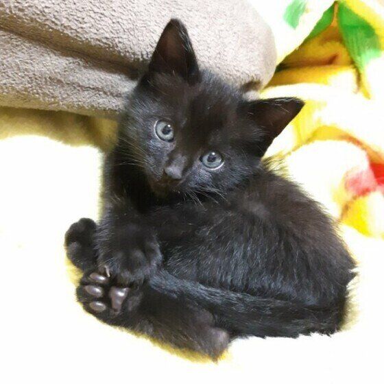 MIX黒のぽんくん