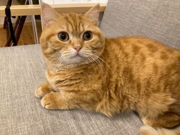 ソファでくつろぐぷてぃこちゃん