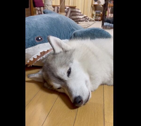 サメのぬいぐるみと添い寝するユキちゃん