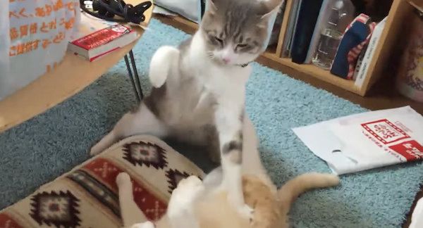 猫パンチをする猫