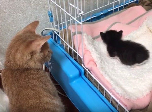 子猫を見守るニャンコ