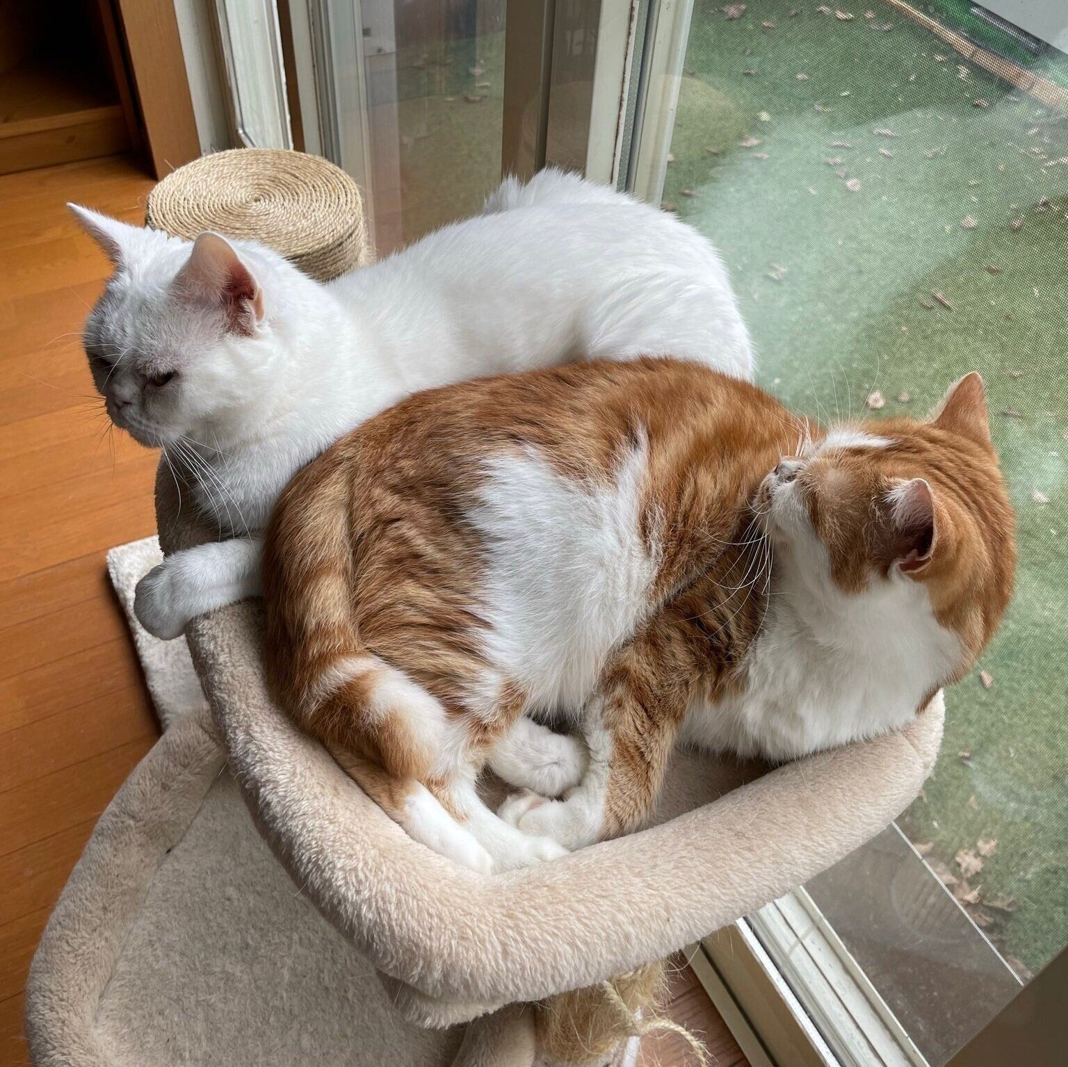 マロンくんとモンブランくん