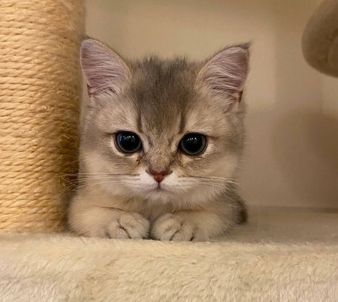 生後4カ月のころのミアちゃん