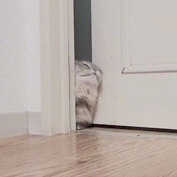 全力で部屋に入ろうとするナズナちゃん