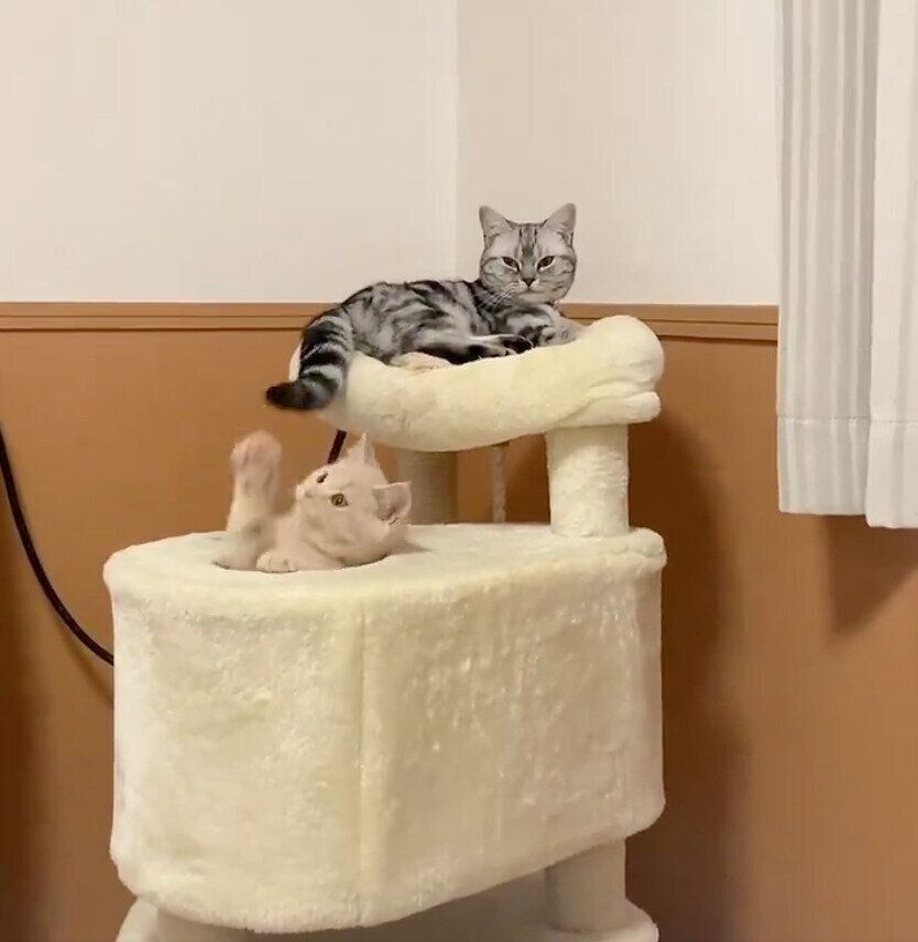 あんみつちゃんのしっぽで遊ぶしらたまくん