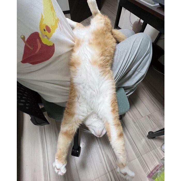 飼い主さんの膝の上でくつろぐクウちゃん