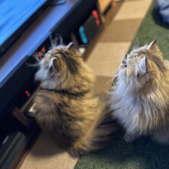 ペルシャのDownyちゃん