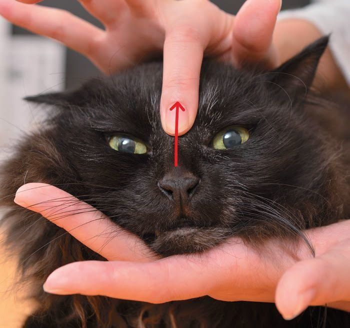 鼻をマッサージされる猫