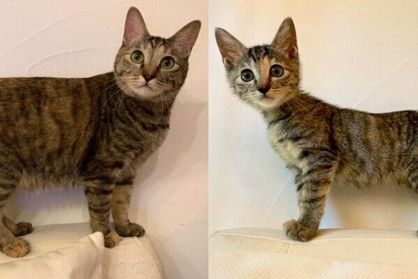 たなはいらずちゃんの成長比較写真