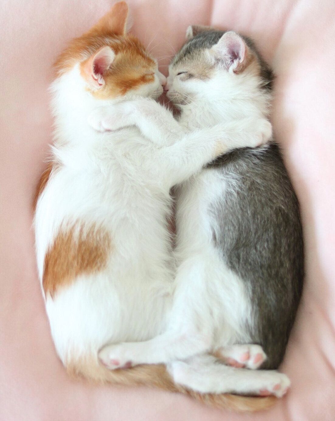 くっつくカヌレくん、アメリちゃん