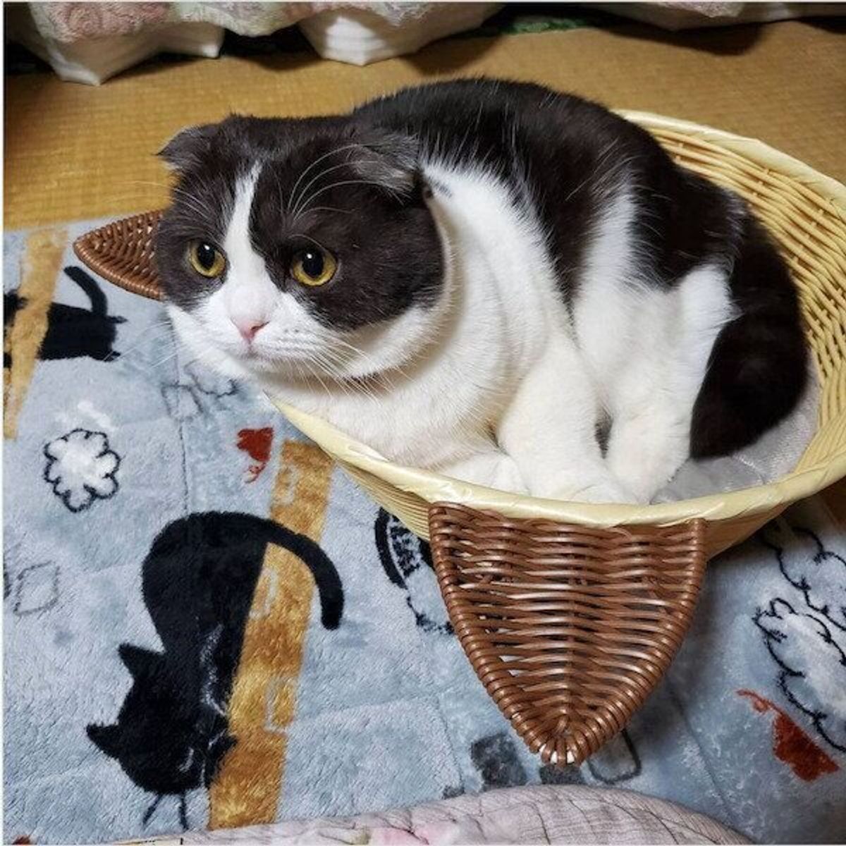 今すぐ買いたい ダイソー のおすすめ猫グッズで 猫もハッピーに ねこのきもちweb Magazine 今すぐ買いたい ダイソー のおすすめ猫グッズで 猫もハッピーに ねこのきもちweb Magazine