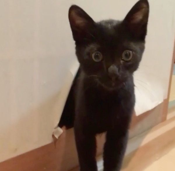 障子からひょっこり顔を出す猫