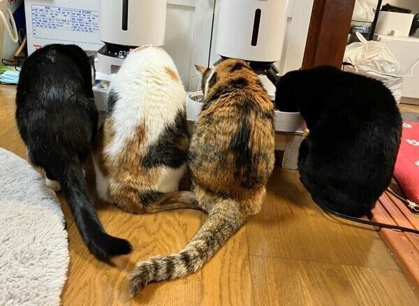 4ニャンズでごはんを食べる一幕