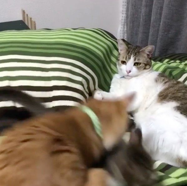 おやすみを邪魔されて怒る猫