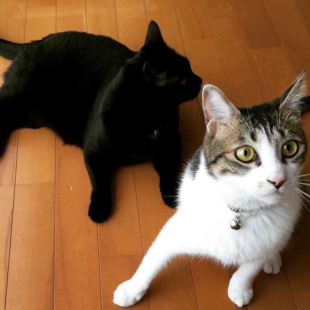 リアル雅ちゃん＆蘭丸くん