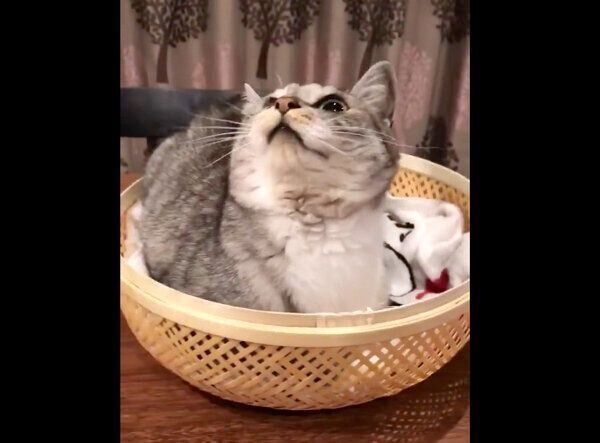 カゴの中でくつろぐサバ身ちゃん