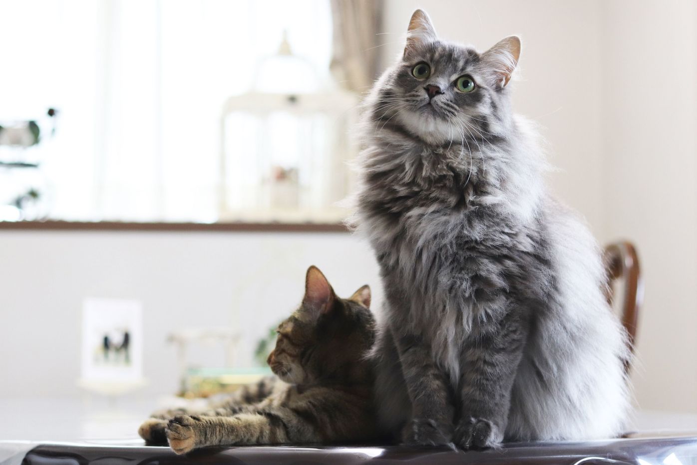 ずっと一緒にいたいから 飼い主さんに知ってほしい猫からのお願い6つ ねこのきもちweb Magazine ずっと一緒にいたいから 飼い主さんに知ってほしい猫からのお願い6つ ねこのきもちweb Magazine