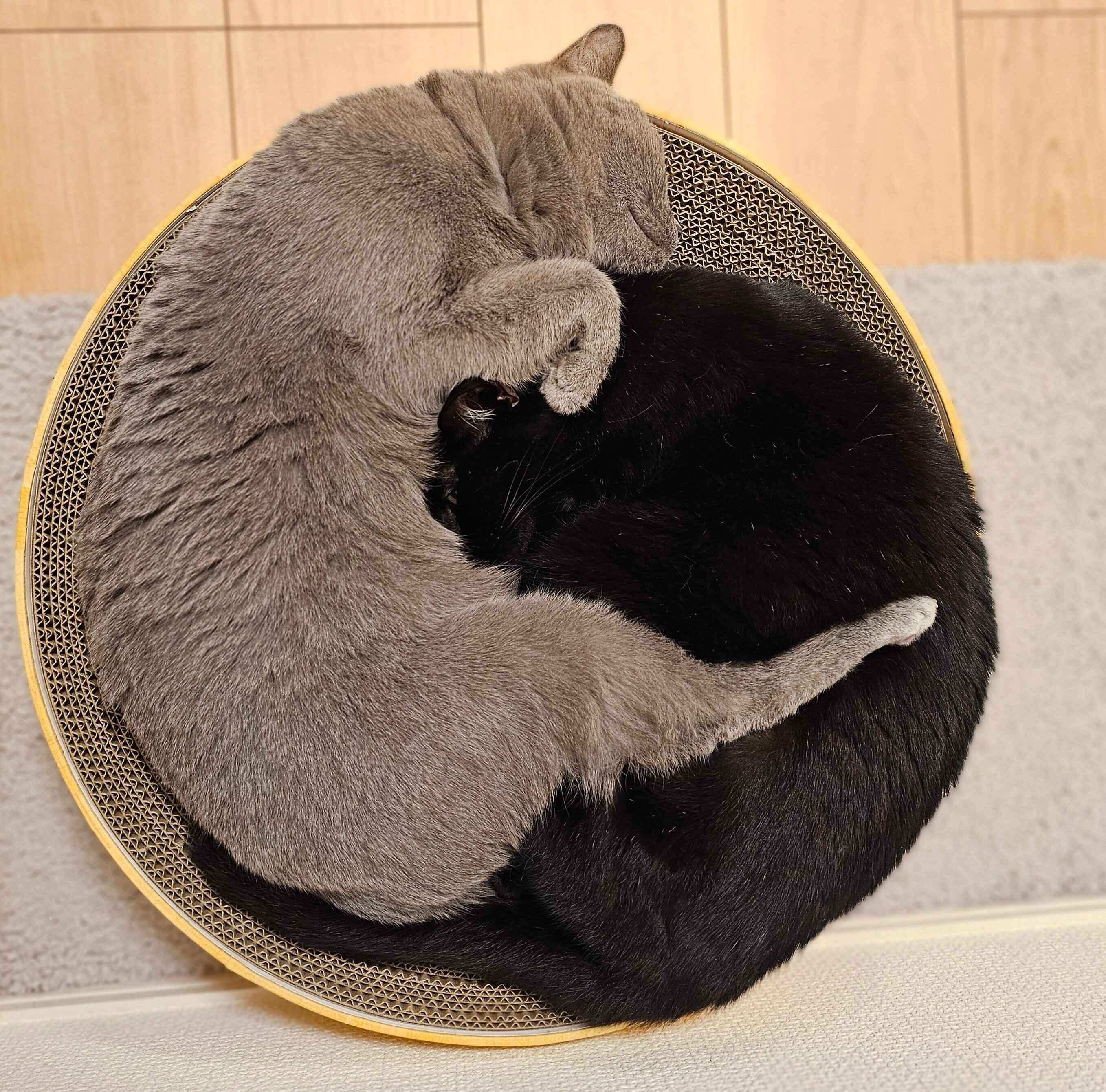 くっつくチックくん、ミトンちゃん