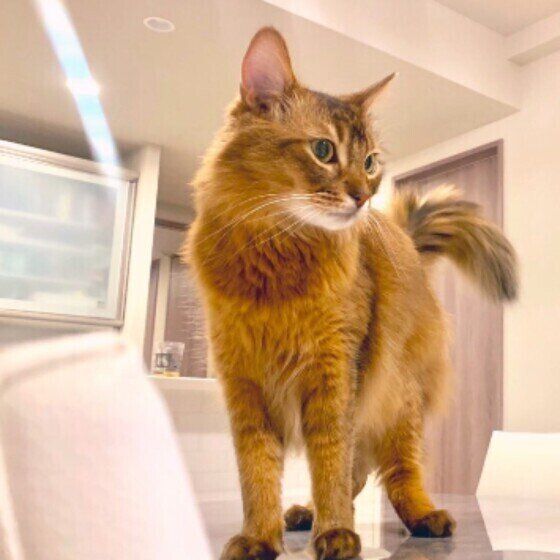 ソマリのモカくん♪