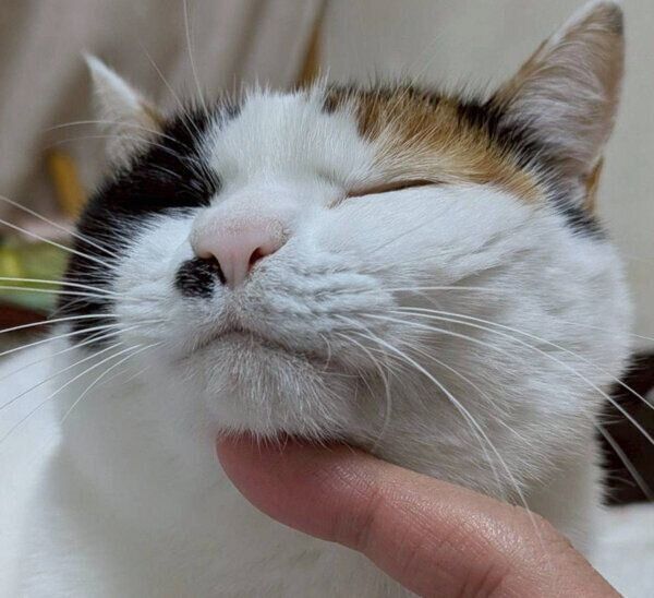 なでられて気持ちよさそうなしゃけちゃん