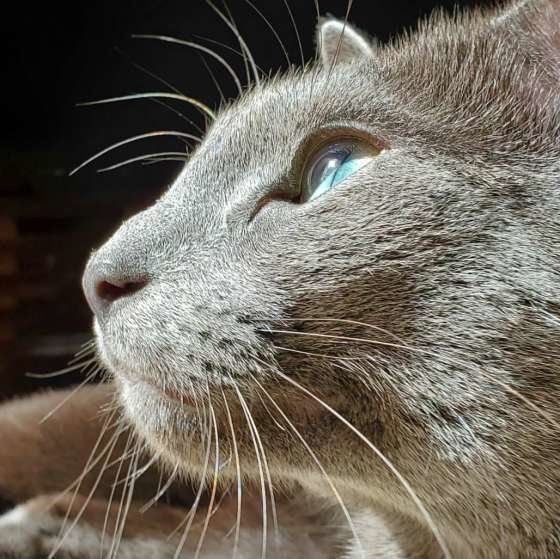 ロシアンブルーの横顔