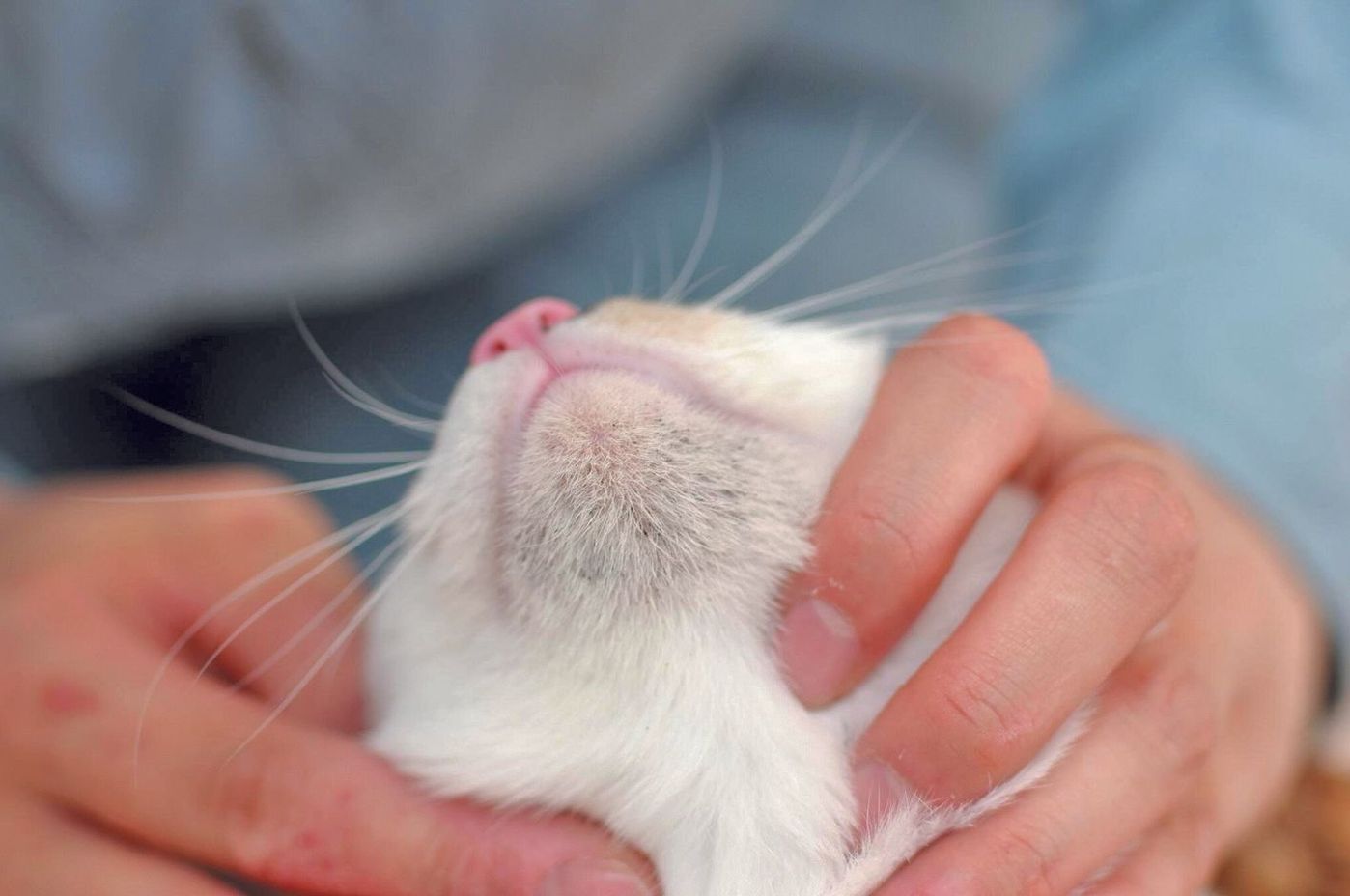 猫はかゆがっていないのに脱毛する 原因を解説 ねこのきもちweb Magazine 猫はかゆがっていないのに脱毛する 原因を解説 ねこのきもちweb Magazine