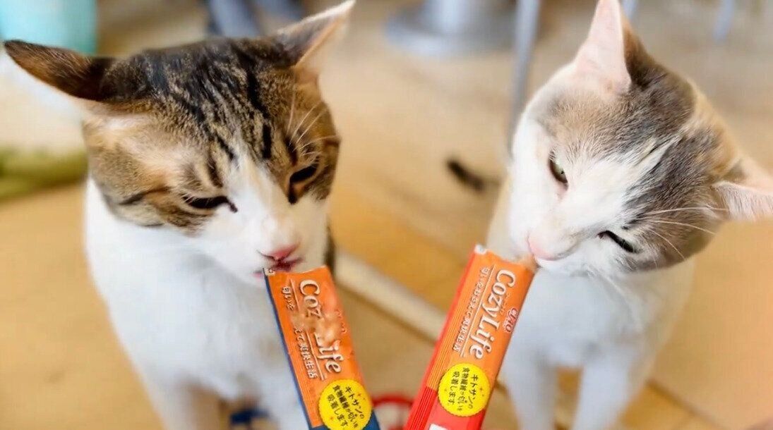 「ちゅ〜る」を食べるくろみつくん、しらたまちゃん