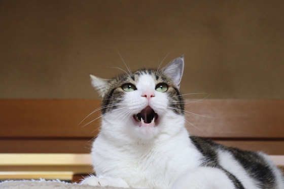 鳴いている猫
