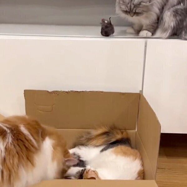 ダンボールの中でまったりするうなぎちゃんと、それを見下ろすこゆきちゃん