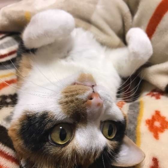 寝転がる三毛猫