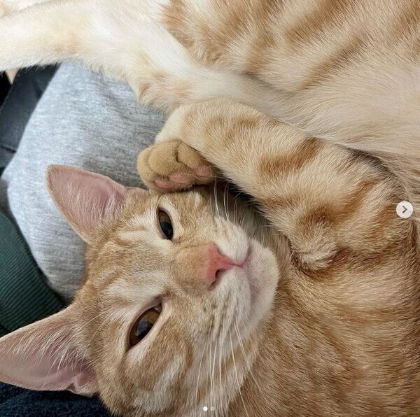 飼い主さんに甘えるぽっけくん