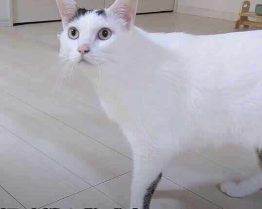 ねこ　チロさん