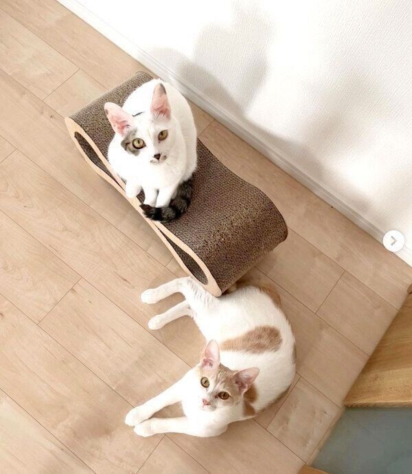 見つめるミソくん、コメちゃん