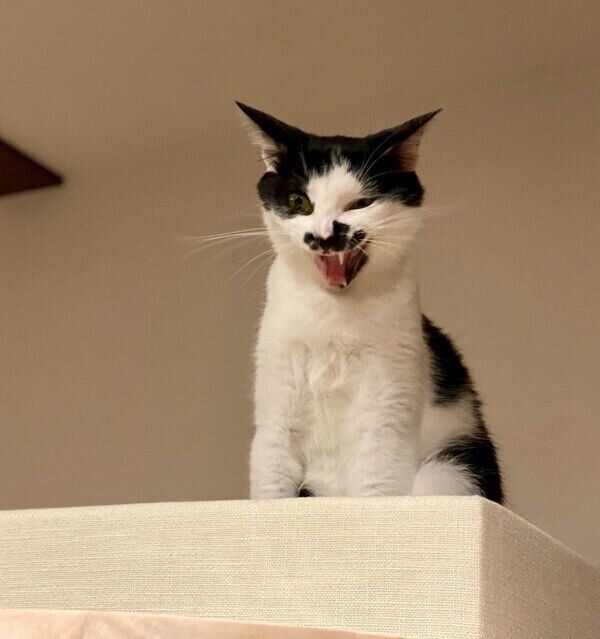 成長したホーリーくん