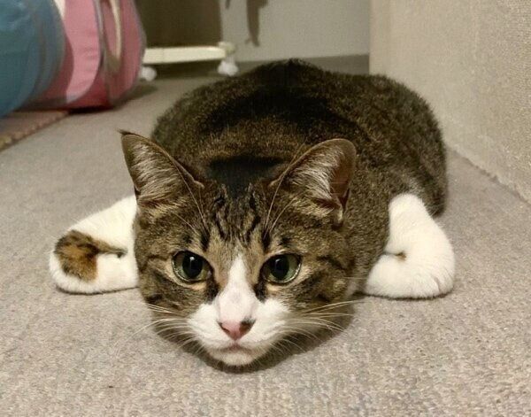 独特な香箱座りのクロエちゃん