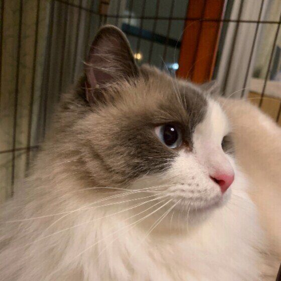 そっぽを向くラグドール