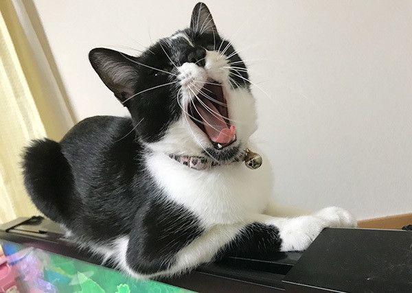 あくびをする猫