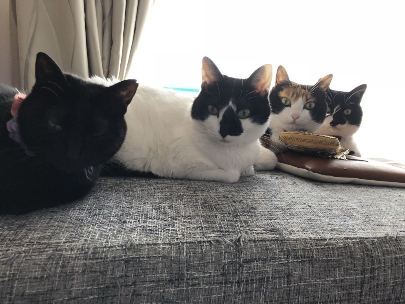 こ これが 真の猫マスターになったものにしか見れないという 猫分身の術か 猫が まるで4匹に見えるぜ リュックと愉快な仲間たち あ あと響介vol 31 ねこのきもちweb Magazine こ これが 真の猫マスターになったものにしか見れないという 猫分身の術か 猫が まるで4匹に見えるぜ リュックと愉快な仲間たち あ あと響介vol 31 ねこのきもちweb Magazine