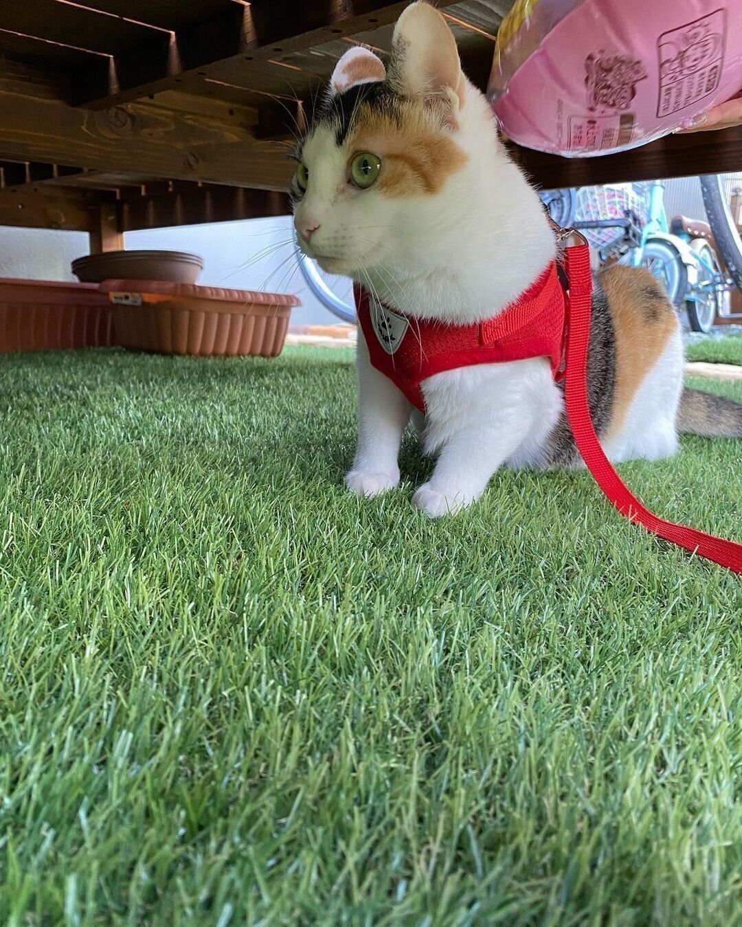 赤いハーネスのココちゃん